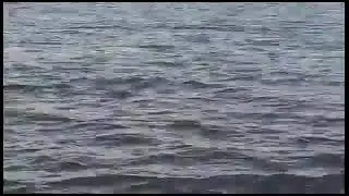 Oyster radio dolphins