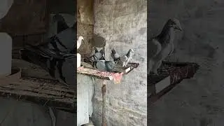 Baap or bachon ki lrrai #birdgroup