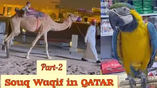 Qatar Tour | Souq Waqif part-2 | Birds Market | Camel and Horse Ride | क़तर की पुरानी तोता बाज़ार