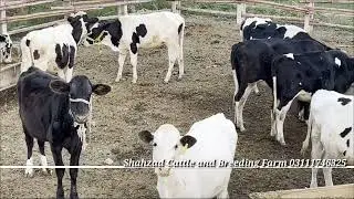 Pure Australian Friesian Cross Beautiful Bachriyan For Sale | Friesian Cross Bachriyan | Cow Farming
