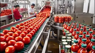 From Farm to Bottle: The Fascinating Journey of Tomato Sauce Production