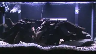 90 Gallon Managuense and Green Terror Tank - Part 1