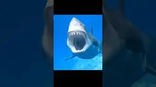 Shark Week 2025 begins July 20 #shorts #sharkweek #sharkweek2025