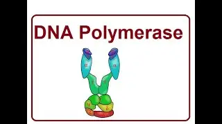 DNA Polymerase Types | The Molecular biology | 2024