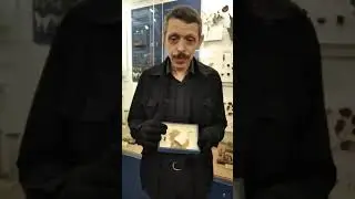 #shorts Бабочка Непарный шелкопряд пару имеет!