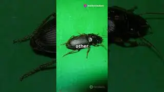 Ground Beetle: The Ultimate Predator