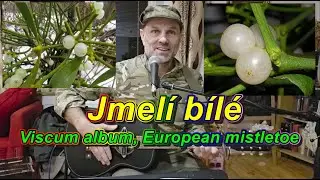 Michal Hejcman - Jmel&iacute; b&iacute;l&eacute;, Viscum album, European mistletoe