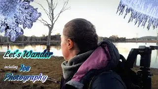 Let&rsquo;s Wander | Frosty Sunrise Walk at Mulligans Flat | Relaxing Australian Wildlife Sounds |ASMR