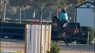 Excel Star Jackpot 2021 16.3 h Irish Sport Horse gelding for sale ExcelStarSportHorses.com