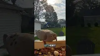 Trying to Befriend Crows: Day 23