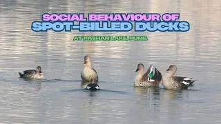 Spot-billed Duck Social Behavior | Iridescent Feather Display & Fast Swimming | Pashan Lake, Pune