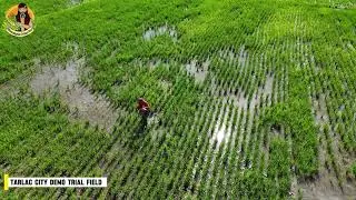 Tarlac City Demo Trial Second Application of Dumangan Prime Fertilizer (2/3)