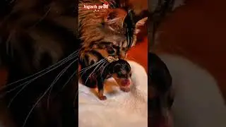 Maine Coon Saves Newborn Puppy From Rising Storm Drain Water! 😻🐕💧#animalrescue #pet #puppyrescue