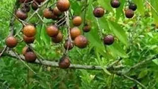 Unlock the Secret Behind. ritha plant ریٹھا.ritha and بندق۔soap nut with Archana