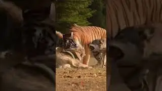 ketika harimau berburu serigala, ini yang terjadi #shortvideo