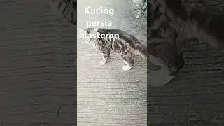 Kucing Persia blasteran #kucingpersia #blasteran