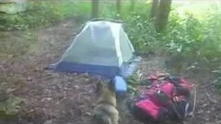 Blue Heeler Pup vs. German Sheperd
