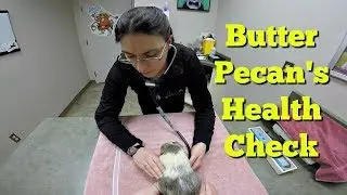 *Live* Guinea Pig Vet Appt: Educational