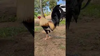 Lemon grey lover #manok #rooster #farming #farmlife #breeder #farmer