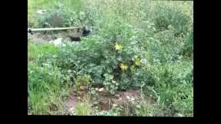 The Original WeedShark Trimmer Head Spring Test