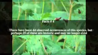 Scrophularia atrata Top # 8 Facts