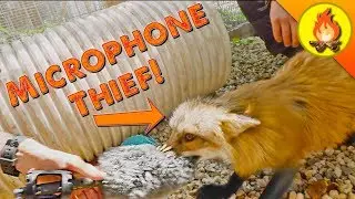 Fox Steals Microphone!