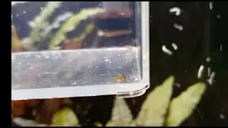 Extremely premature endler fry and what I did