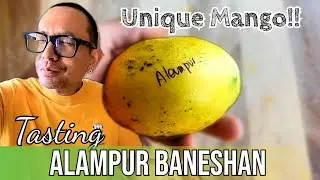 Tasting Alampur Baneshan Mango