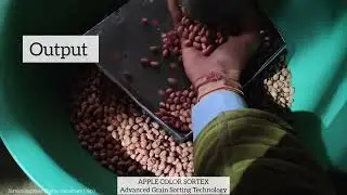Apple Colour Sortex Grain Sorting Machine | High Accuracy Grain Color Sorting | Sorting by peanut 