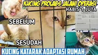 Bismillah, Kucing Anus Keluar Operasi Ke Klinik Nungguin Sampai Malam 🤲