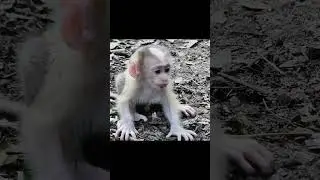 Please help! Luno got  rush out from Mama Lunna #shortvideos  5