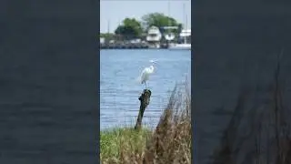 Wildlife Photography using 350mm apsc Lens (Sony 70-350mm + a7S3) #cameralens #zoomtest #zoomlens