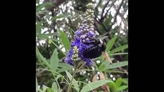 vitex agnus castus en www.fungkemy.com/ #butterfly #garden #natural #fungkemy
