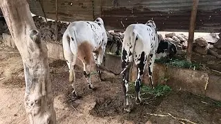 93225 89200 కోడెలు అమ్మబడును మహారాష్ట్ర bulls for sale maharastra पड़े महाराष्ट्र विक्री अहे