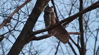 Male Great Horned Owl Stretches Each Of His Wings, 3-21-2020, Forest Park, St. Louis, Missouri, USA