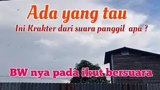 Rumah walet sukses dan sederhana di tengah kampung