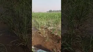 Use of sulphuric acid in agriculture