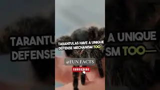 Fascinating Tarantula Trivia You Didn't Know!  #funfacts #facts #wildlife #shorts  #trivia  #viral