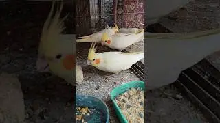 Kico adorable chicks🥰 #cutestbaby #charmingbirds #cockatielsound #shortsfeed