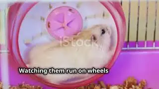 why hamster are best pets,hamsters,best pets