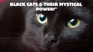 The Mysterious Psychic Powers of Black Cats #cats