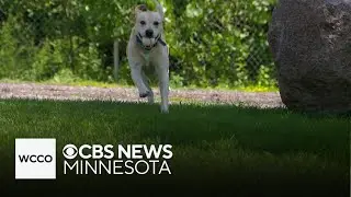 Hunting dog fetching foul balls in Sartell