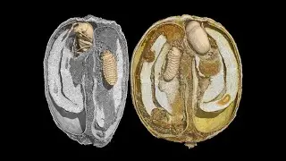 Micro-CT study of the Coffee Bean Weevil, Aracereus fasciculatus inside the coffee berry bean