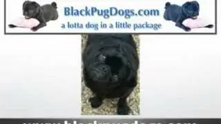 Black Pug Dogs - Pugs - Pug Dogs - AKC Pugs - Black Pugs