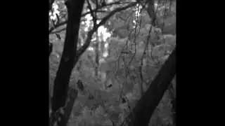 Nature slow motion video