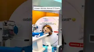 CT Scanning My Pet Like It&rsquo;s a Science Experiment.#animals #funny #funnyvideo #vet #animal #fyp