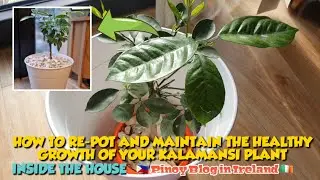 🤔 HOW TO GROW 🍊 CALAMANSI / CALAMONDIN / MUSK LIME / PANAMA ORANGE INSIDE THE 🏡 HOUSE 🌞 JnC CORNER