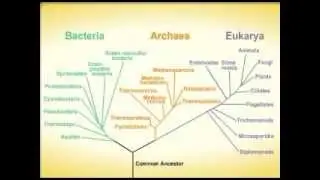 three domains of life: living organism are divied into three major groups