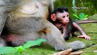 Adorable baby jinx looking so cute and big, Old mom Jade put her relax on rock after feeding milk!