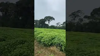 Tea plantation in Rwanda